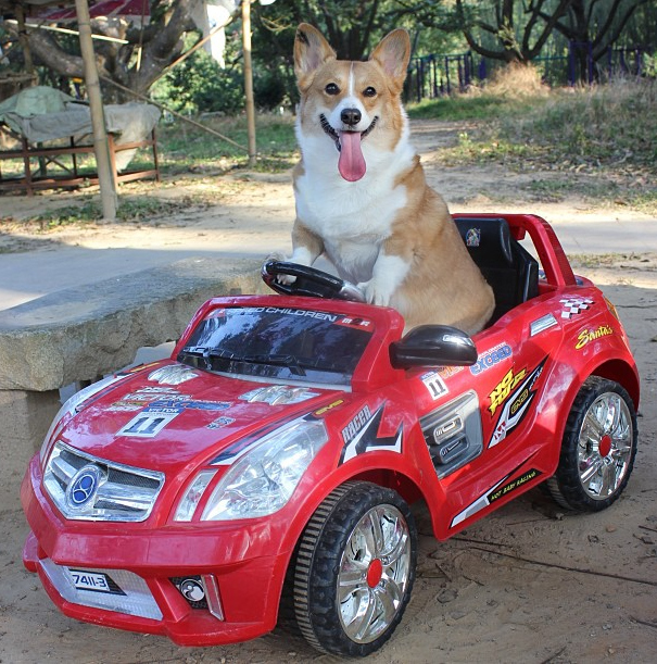 going for a car race funny dog picture