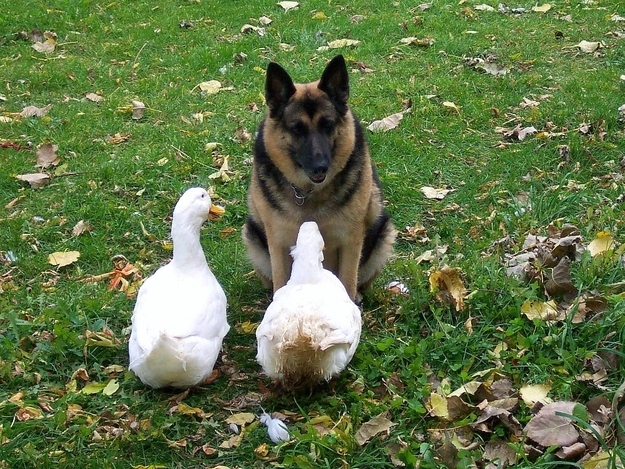 having a business meeting with geese funny dog picture
