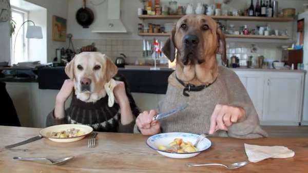 having breakfast and tv together funny dog picture