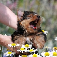 i hate flowers funny dog pictures