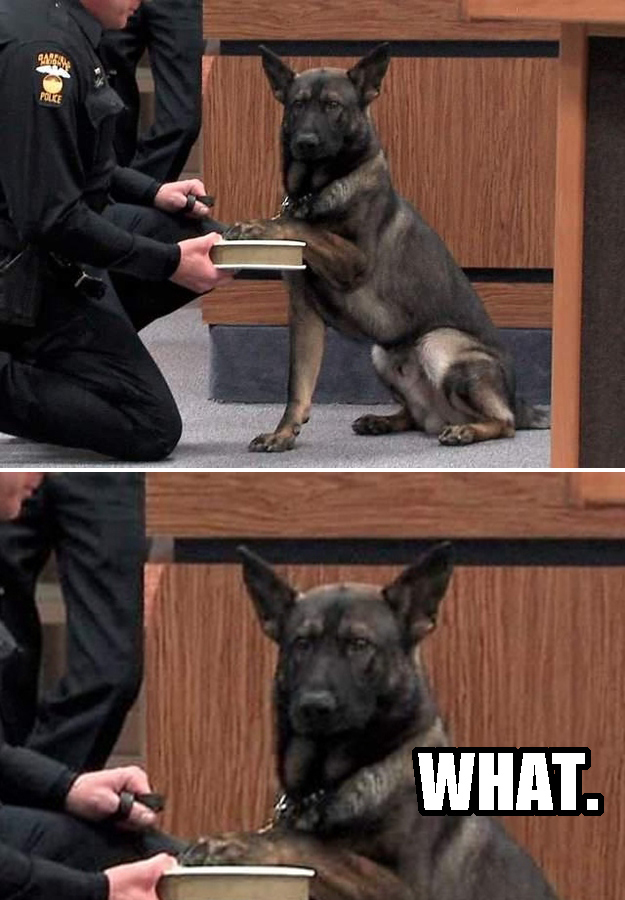 i will tell the truth funny dog picture