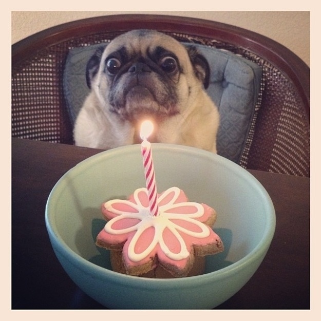 its my birthday funny dog picture