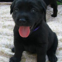 labrador retrievers puppy showing tongue picture
