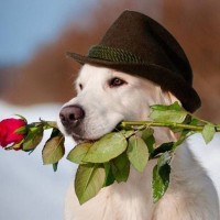 labrador retrievers with rose for valentines day picture