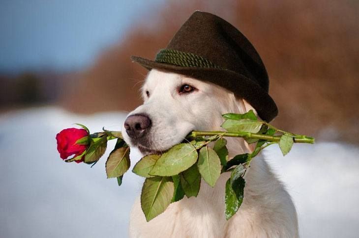 labrador retrievers with rose for valentines day picture