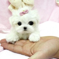 little teacup dog on palm