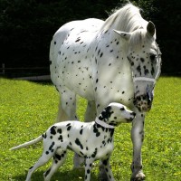 looks same to same dog and horse picture