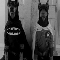 lots of funny pictures of dog as batman
