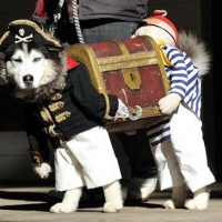 lots of funny pictures of dog as captain