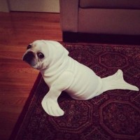 lots of funny pictures of dog as fish