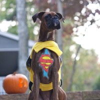 lots of funny pictures of dog as superman