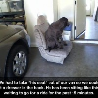 lots of funny pictures of dog car seat