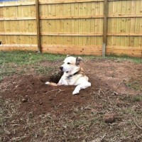 lots of funny pictures of dog digging