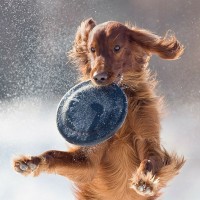 lots of funny pictures of dog disk play