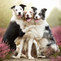 lots of funny pictures of dog happy hug