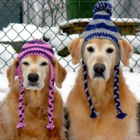 lots of funny pictures of dog its too cold