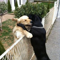 lots of funny pictures of dog lets hug