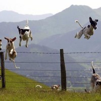lots of funny pictures of dog lets run
