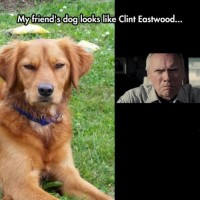 lots of funny pictures of dog like clint eastwood