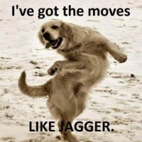 lots of funny pictures of dog like jagger
