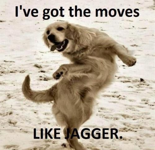 lots of funny pictures of dog like jagger