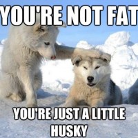 lots of funny pictures of dog little husky
