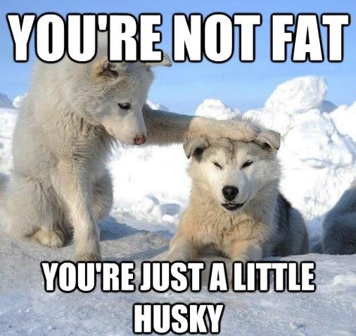 lots of funny pictures of dog little husky