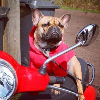 lots of funny pictures of dog my scooter