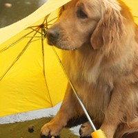 lots of funny pictures of dog raining