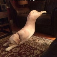 lots of funny pictures of dog sleeping