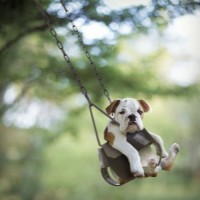 lots of funny pictures of dog swinging in the air