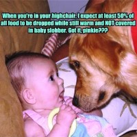 lots of funny pictures of dog warning