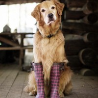 lots of funny pictures of dog wearing ladies boots