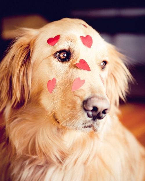 lovely golden retriever picture - Dog Breeders Guide