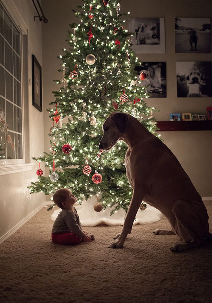 merry christmas little kid with dog picture