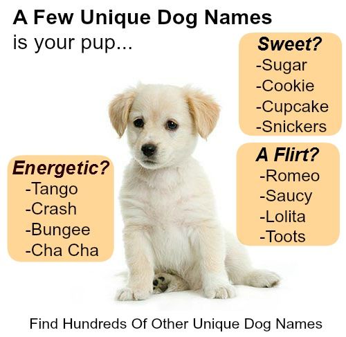 name your labrador retrievers puppy