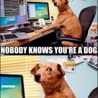 nobody knows you are dog on internet funny dog pictures