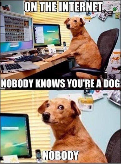 nobody knows you are dog on internet funny dog pictures