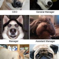 office ceo n all funny dog pictures