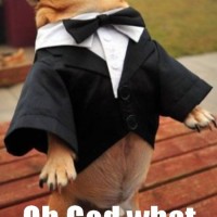 oh god funny dog pictures