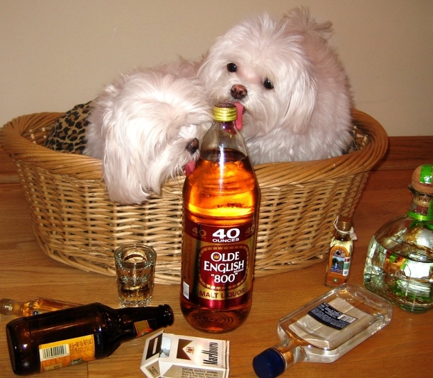 party all night funny dog pictures