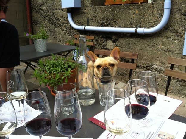 pug drinking too much wine funny picture