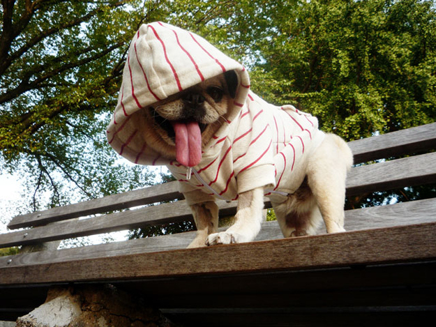 pug in hunky funky mood funny picture