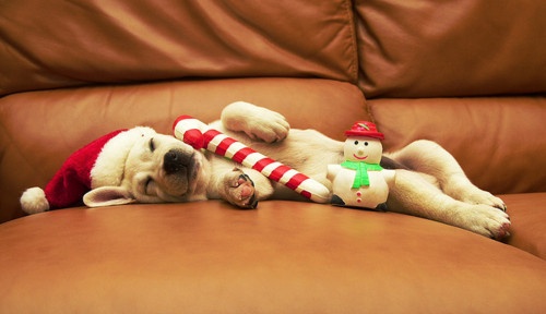 relax its holiday funny dog picture