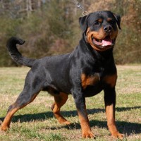 rottweiler dog breed Pictures