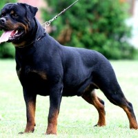 rottweiler dog hd pictures