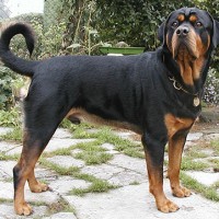 rottweiler dog pictures
