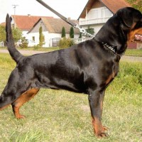 rottweiler dog pictures images photos