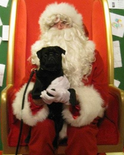 santa coming to my house funny dog picture