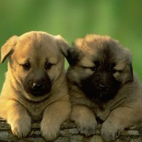 so cute brown puppies picture